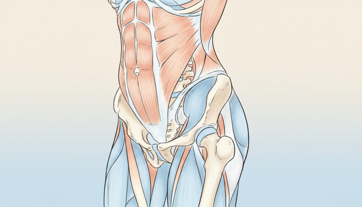 腰痛の原因となる骨盤と筋肉のバランス イラスト